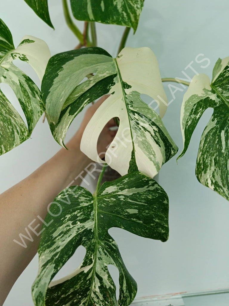 Monstera variegata albo