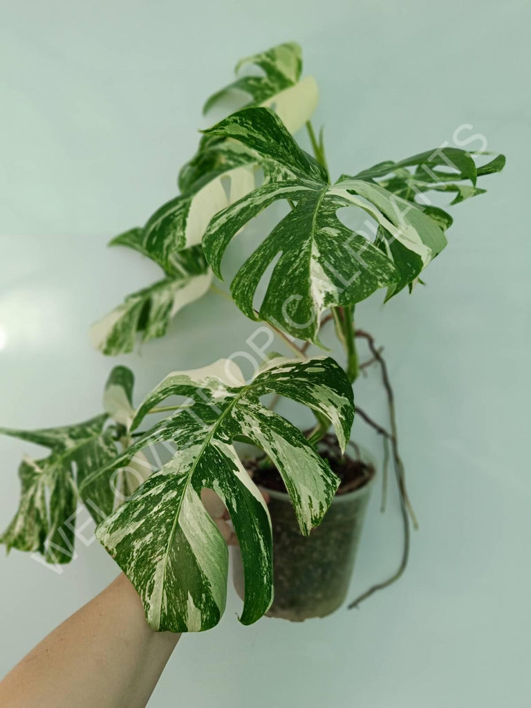 Monstera variegata albo