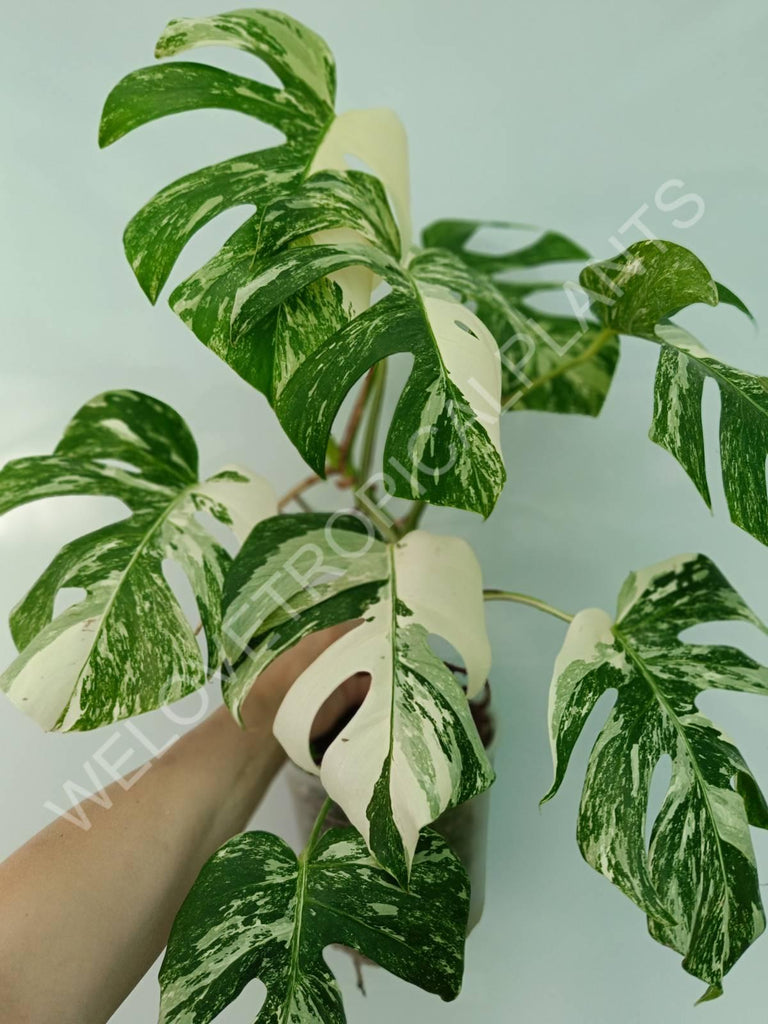 Monstera variegata albo