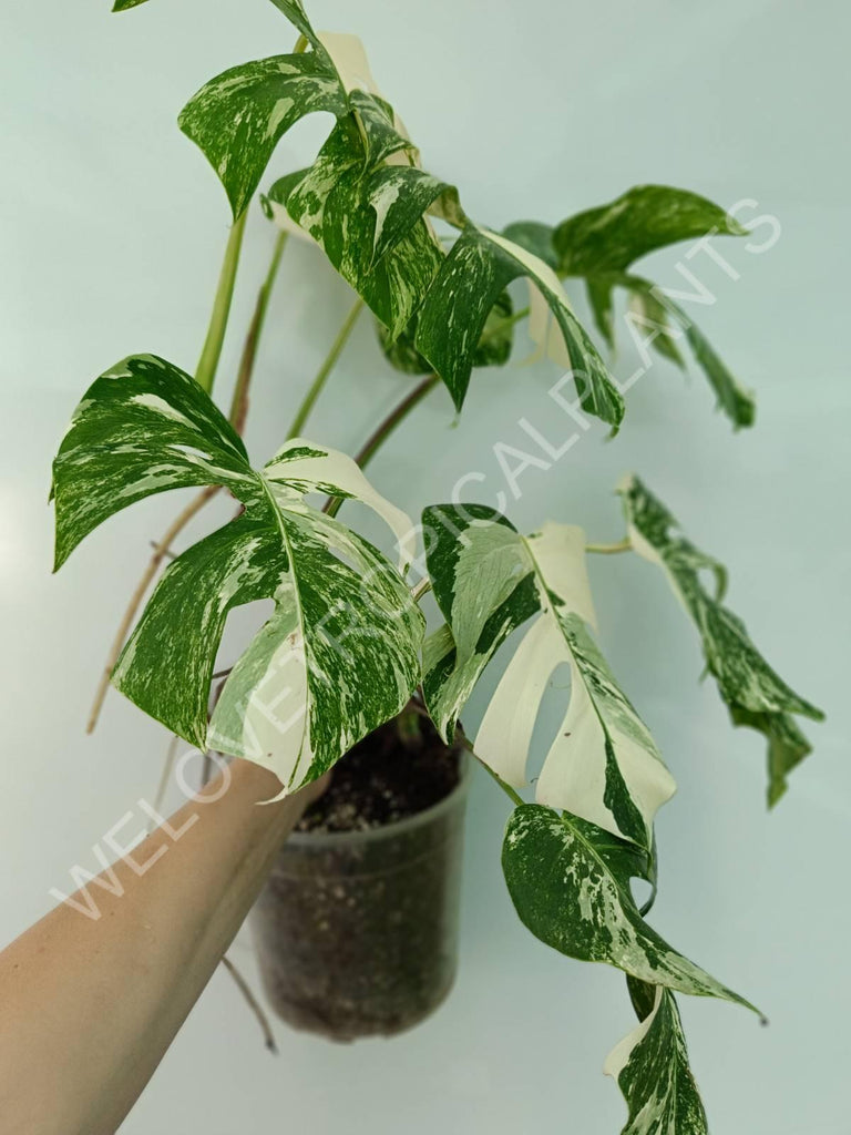 Monstera variegata albo