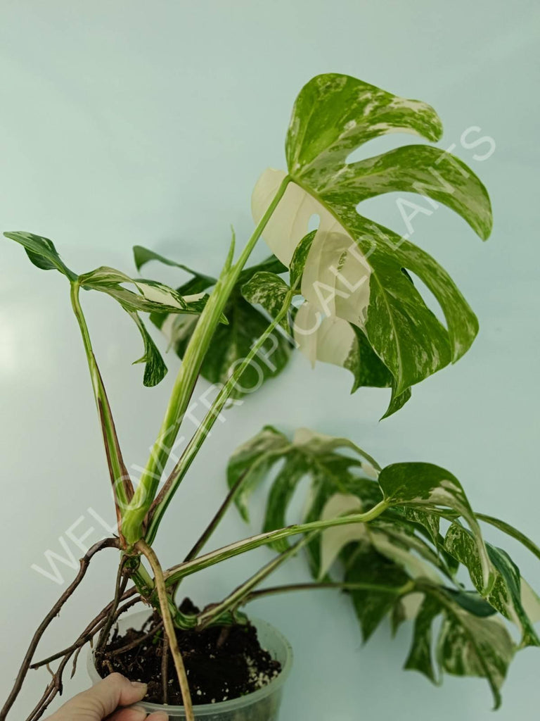 Monstera variegata albo