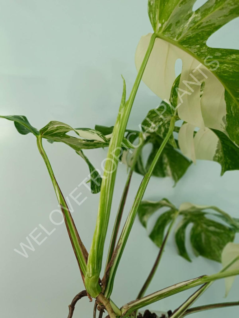 Monstera variegata albo