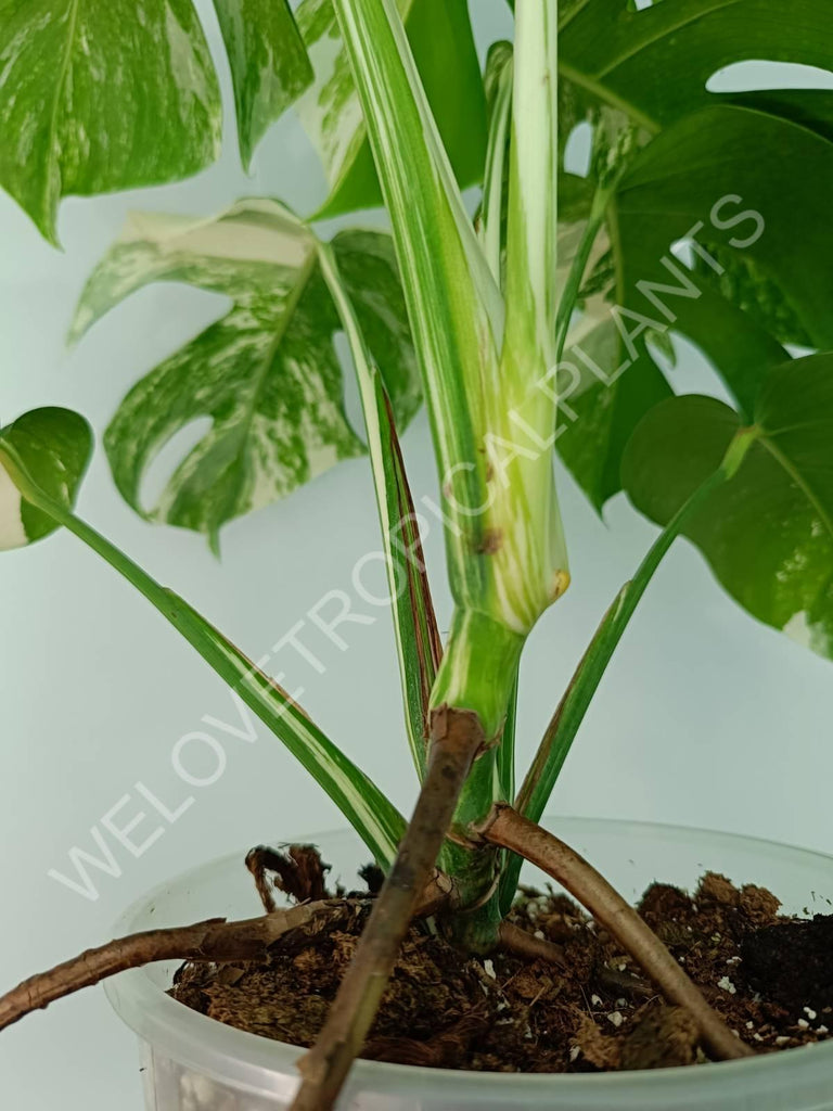 Monstera variegata albo