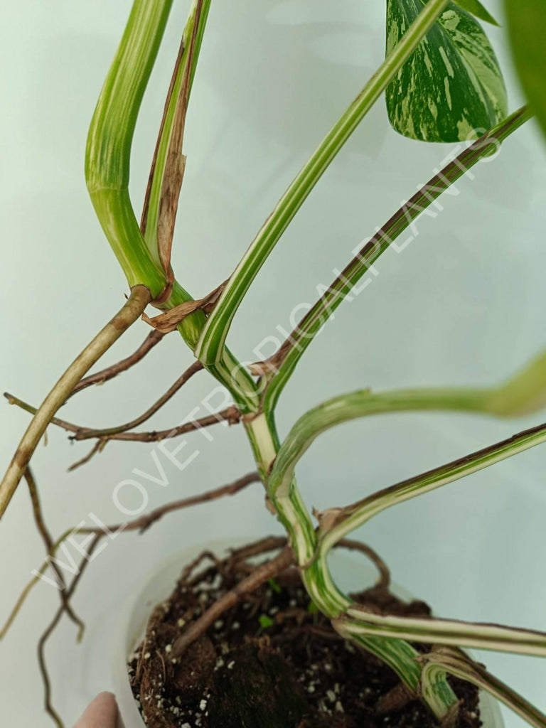 Monstera variegata albo