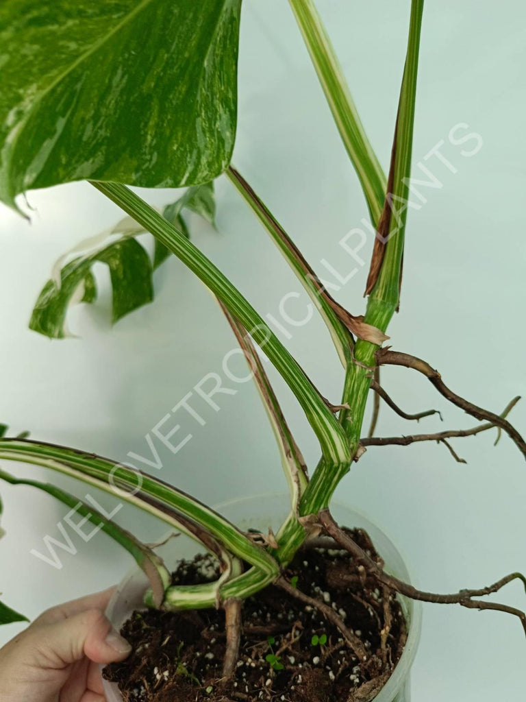 Monstera variegata albo