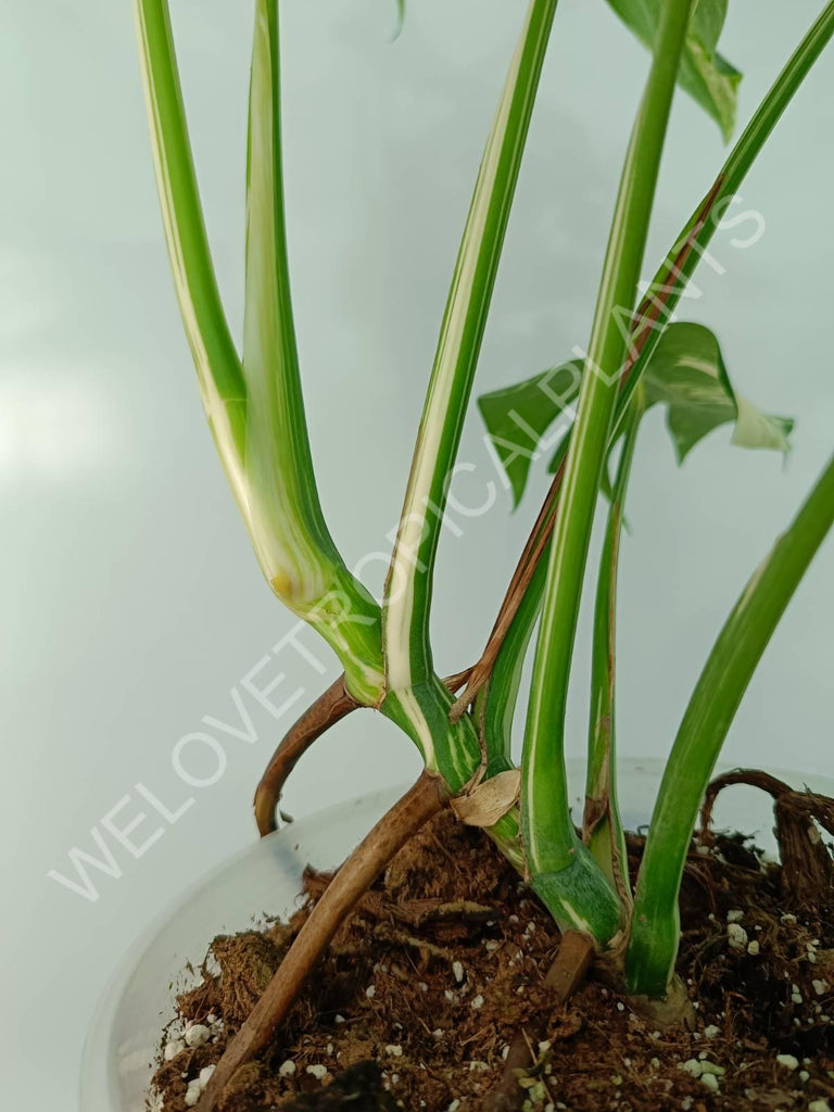 Monstera variegata albo