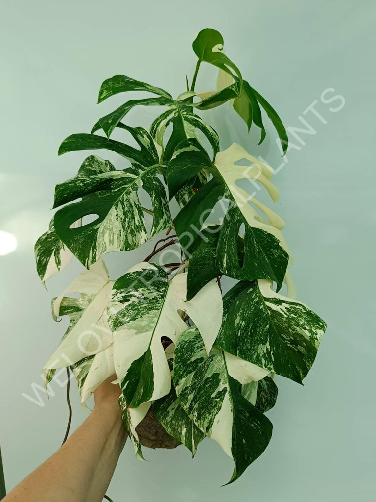 Monstera variegata albo