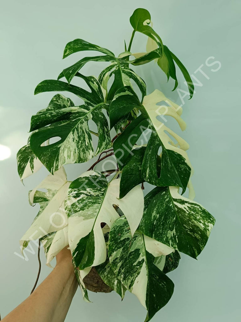 Monstera variegata albo