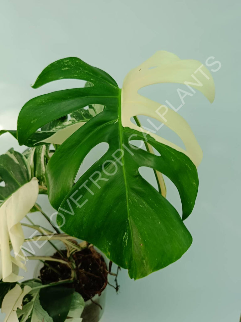 Monstera variegata albo