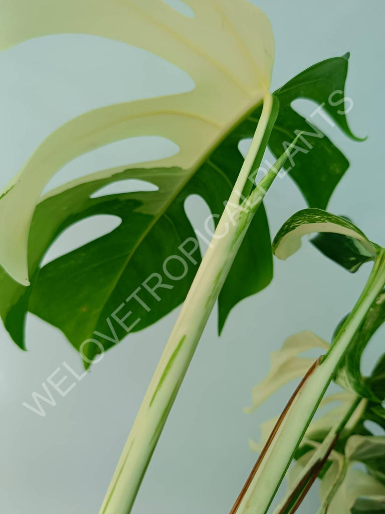 Monstera variegata albo