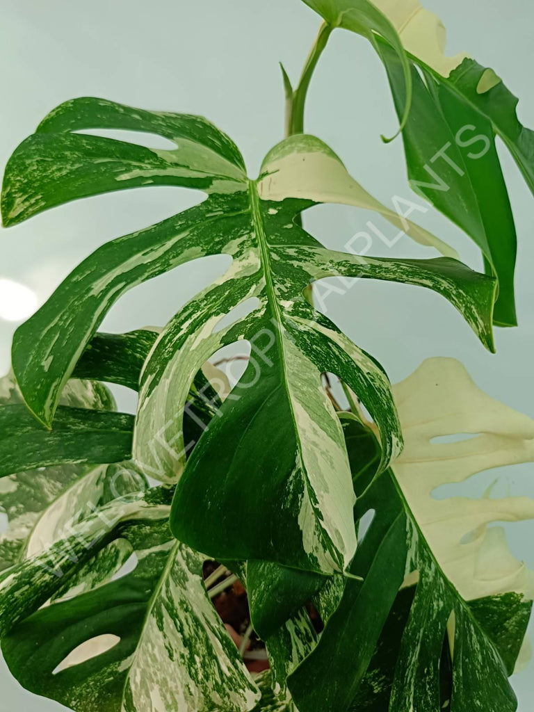 Monstera variegata albo