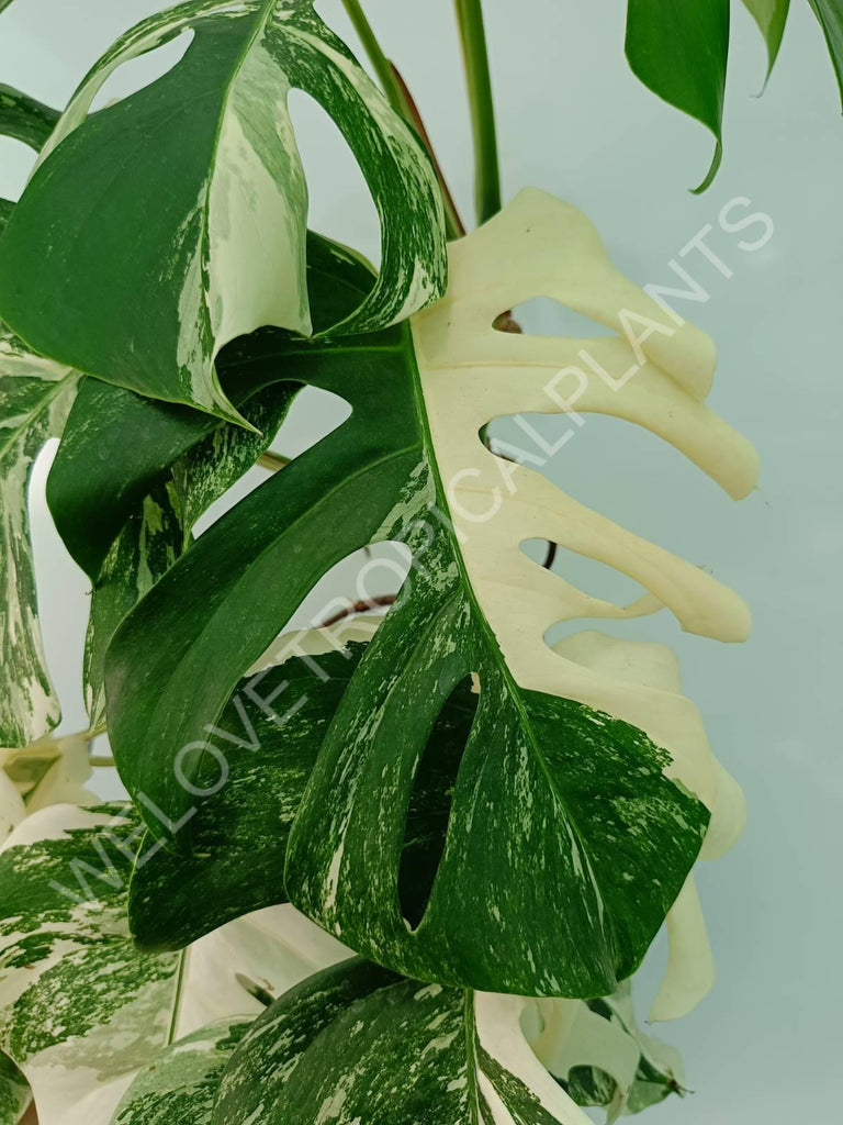 Monstera variegata albo