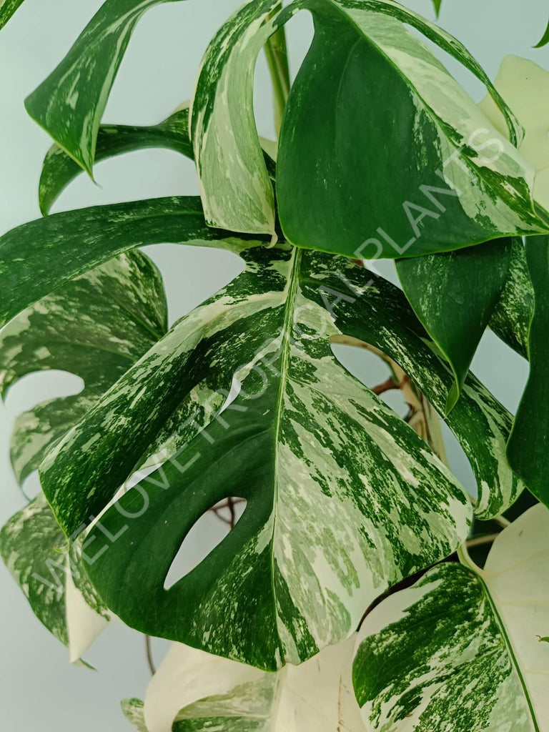 Monstera variegata albo