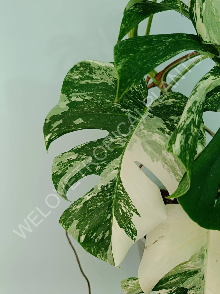 Monstera variegata albo