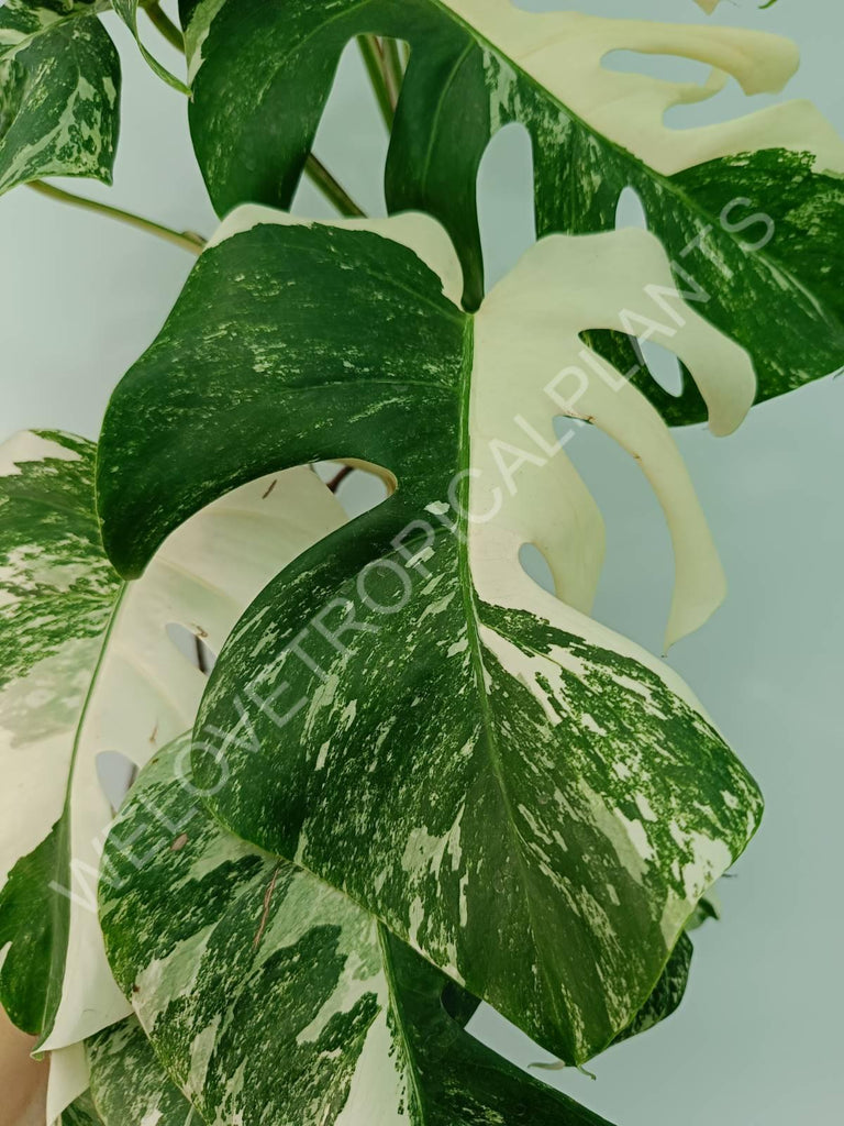 Monstera variegata albo