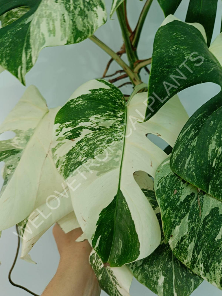 Monstera variegata albo