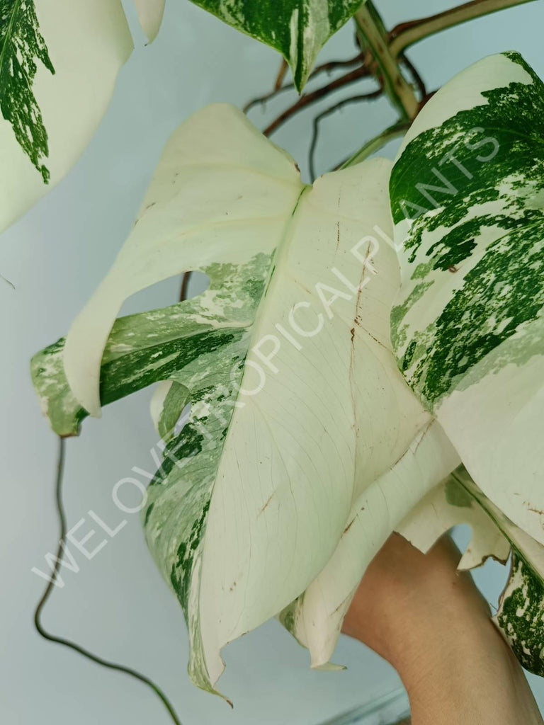 Monstera variegata albo