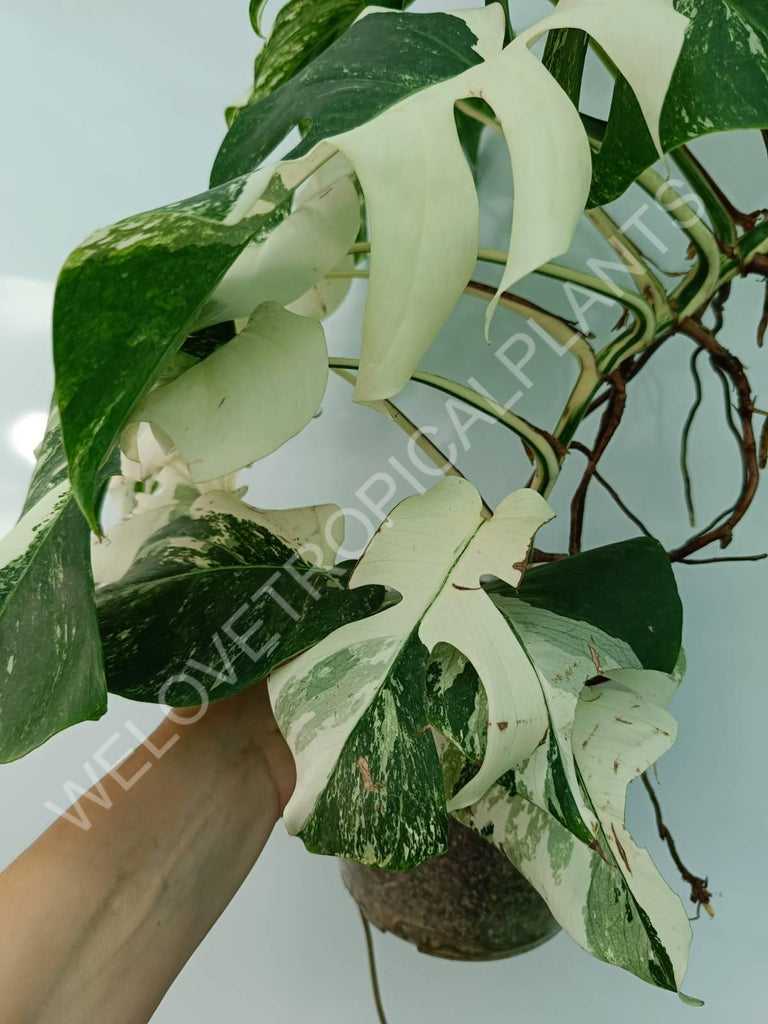 Monstera variegata albo