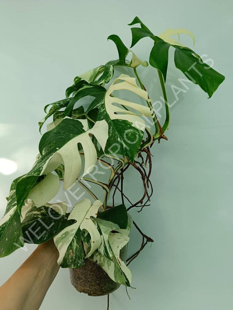 Monstera variegata albo