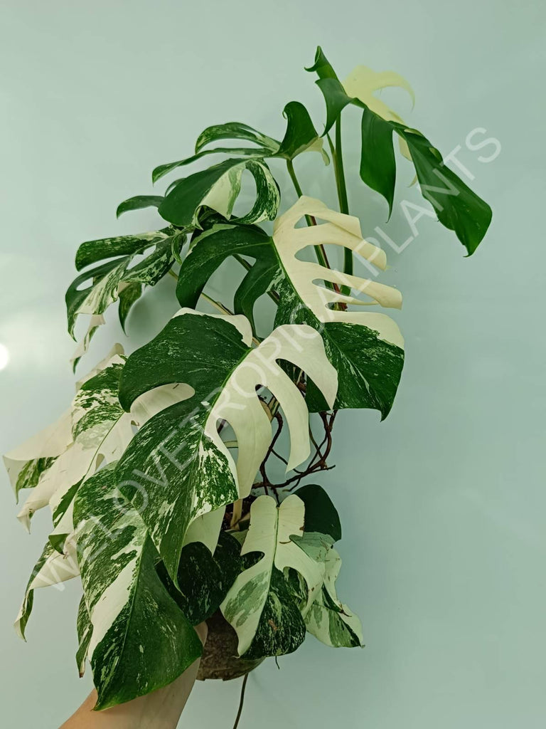 Monstera variegata albo