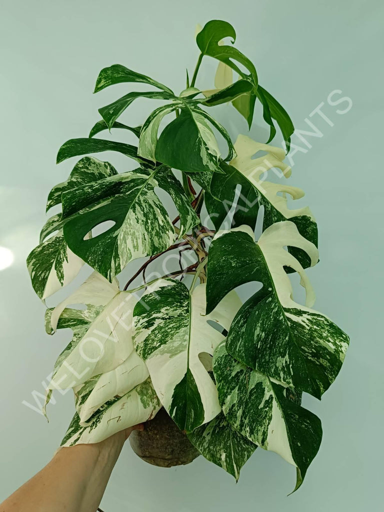 Monstera variegata albo