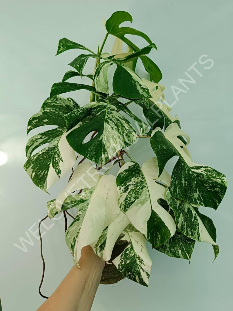 Monstera variegata albo