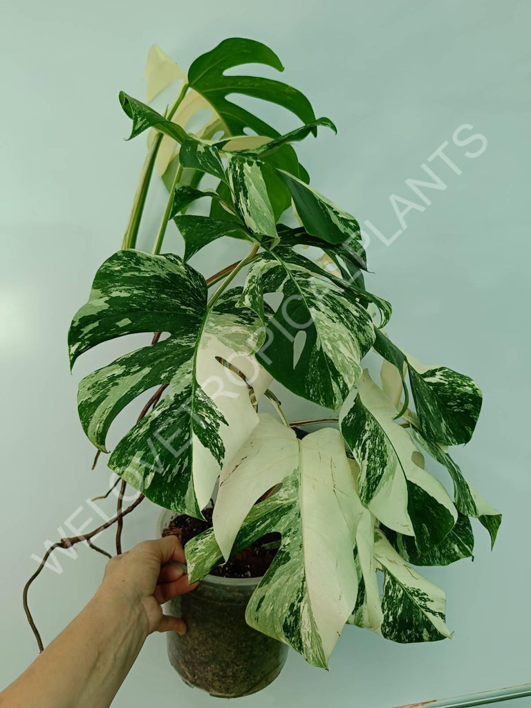 Monstera variegata albo