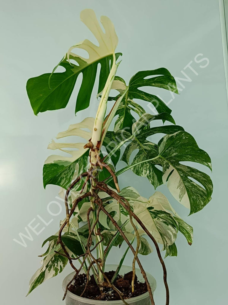 Monstera variegata albo