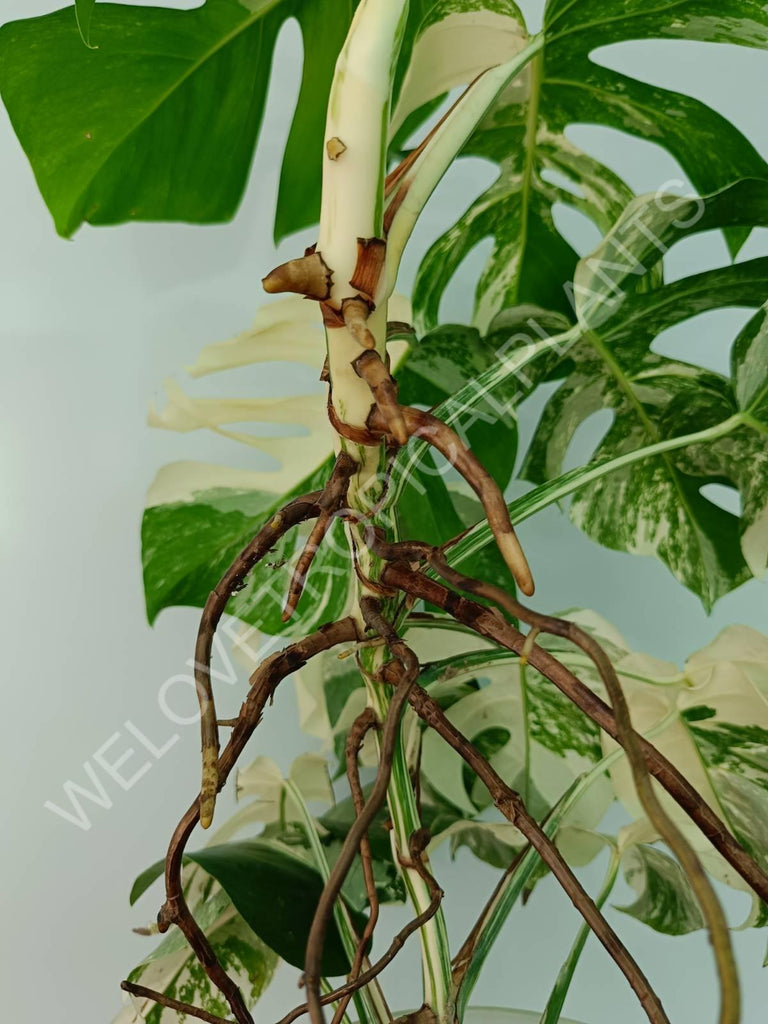 Monstera variegata albo