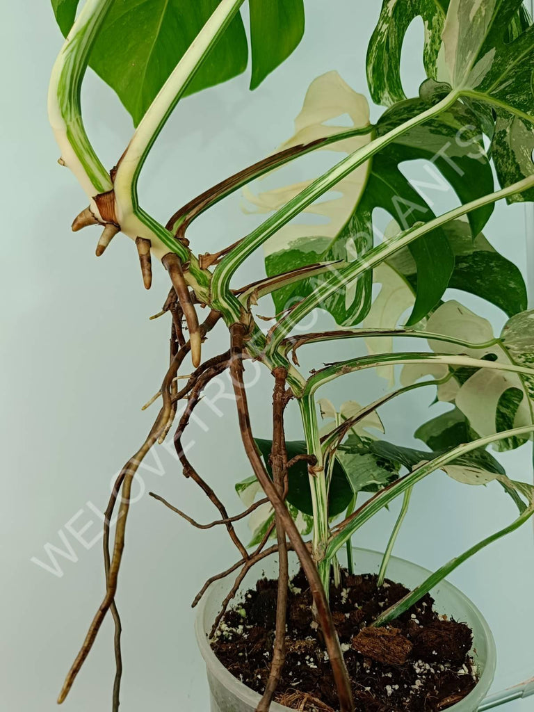 Monstera variegata albo