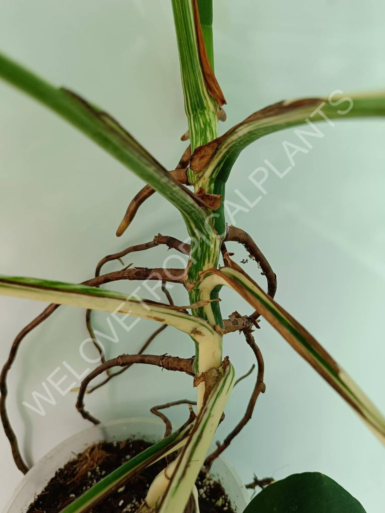 Monstera variegata albo