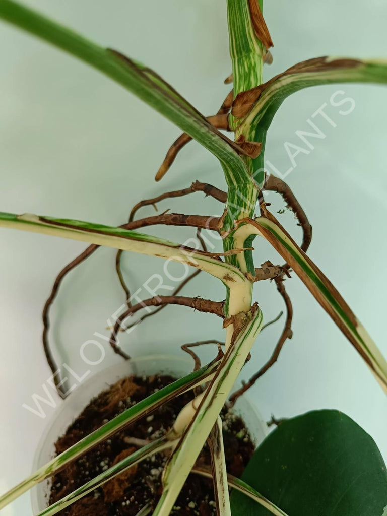 Monstera variegata albo