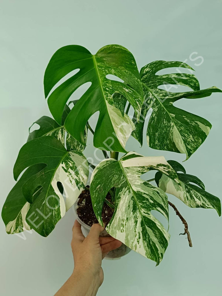 Monstera variegata albo