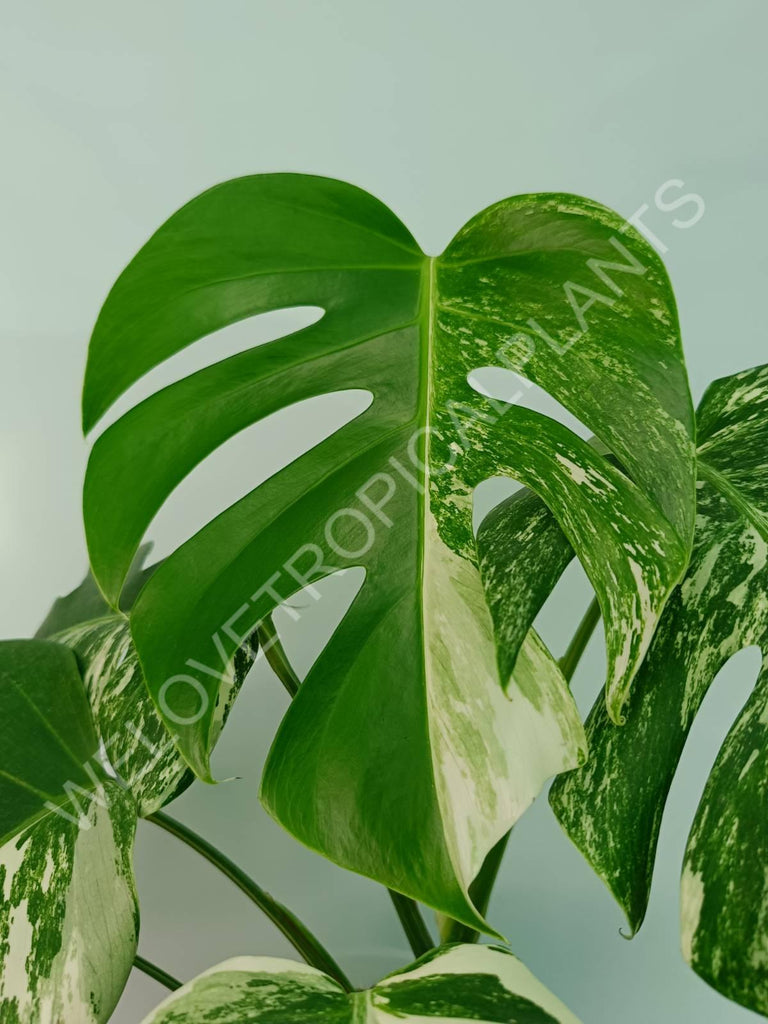 Monstera variegata albo