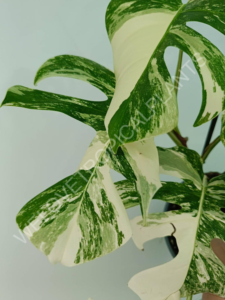 Monstera variegata albo