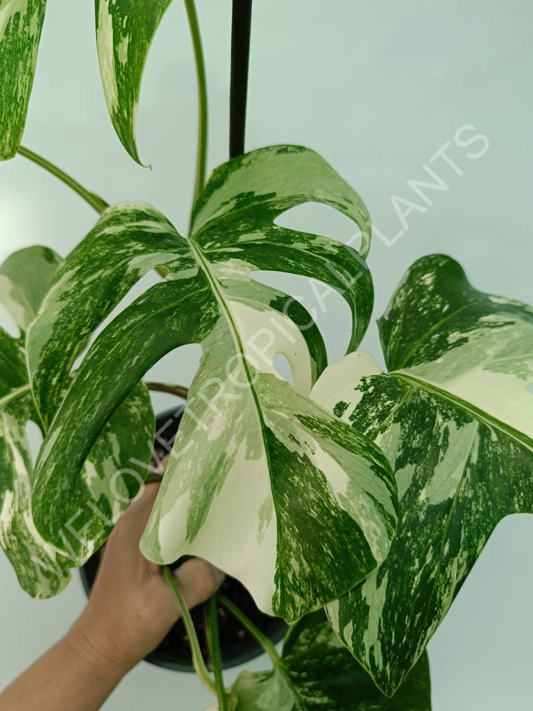 Monstera variegata albo