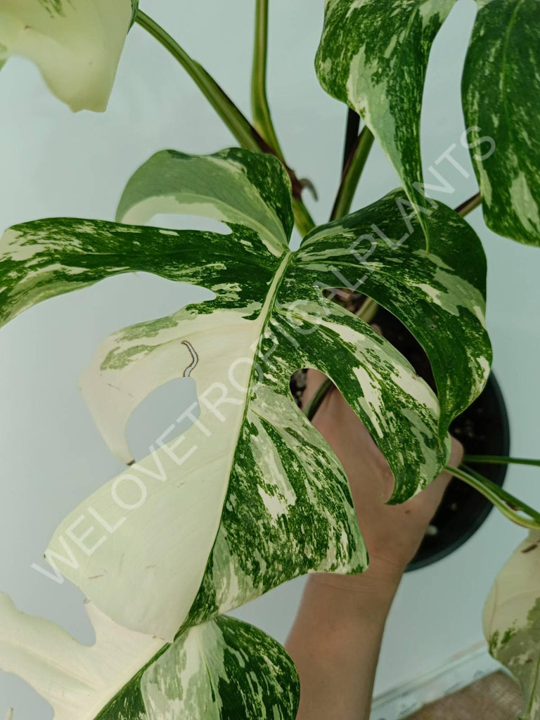 Monstera variegata albo