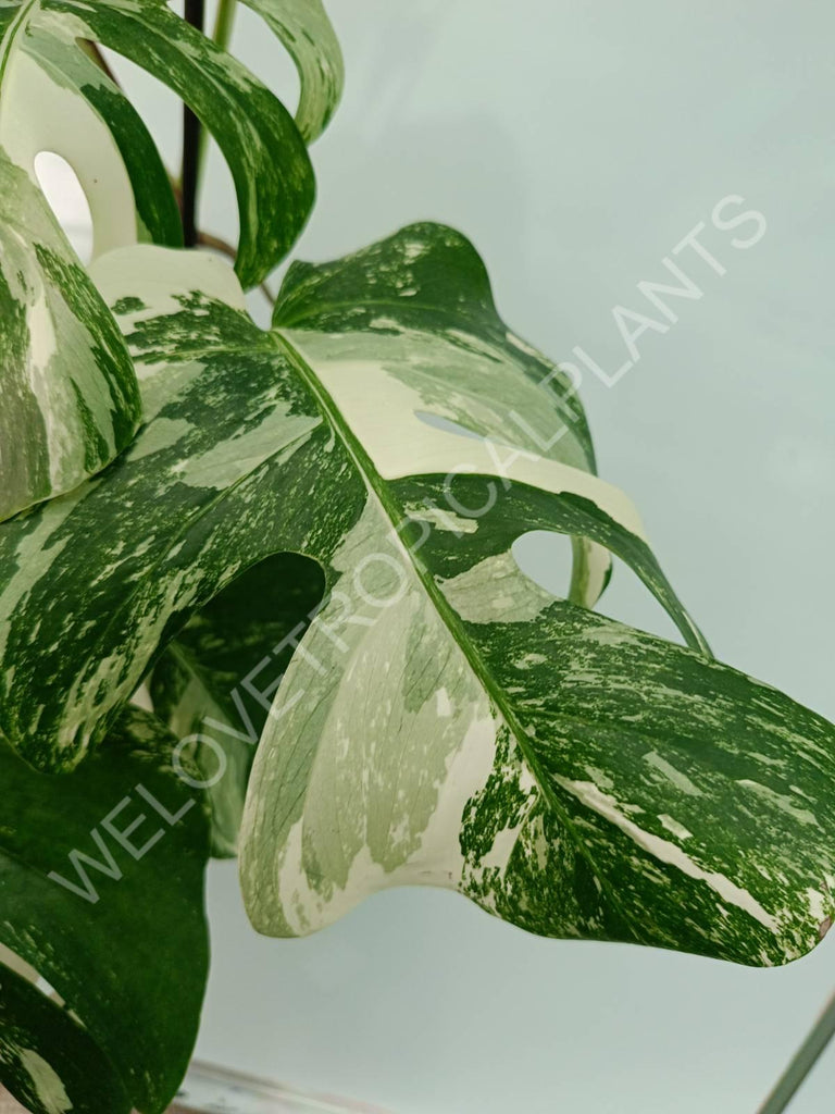 Monstera variegata albo