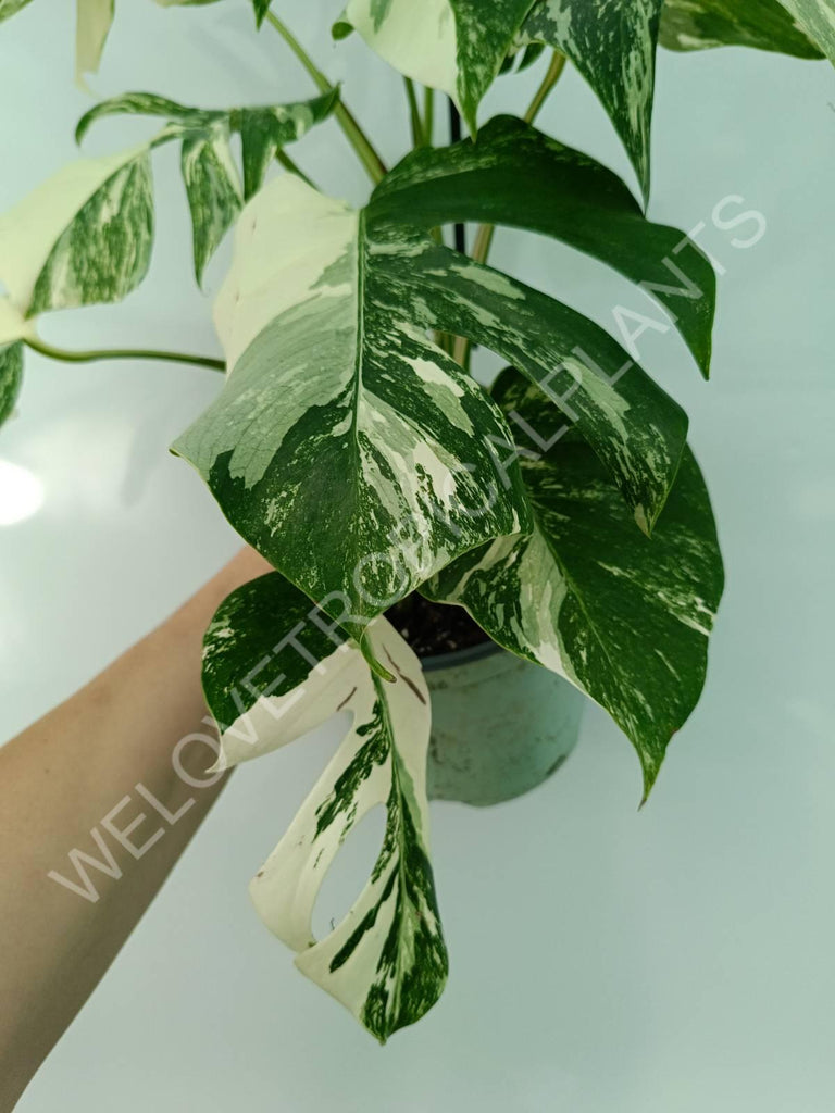 Monstera variegata albo