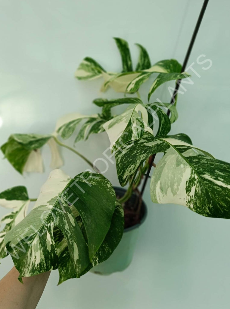 Monstera variegata albo