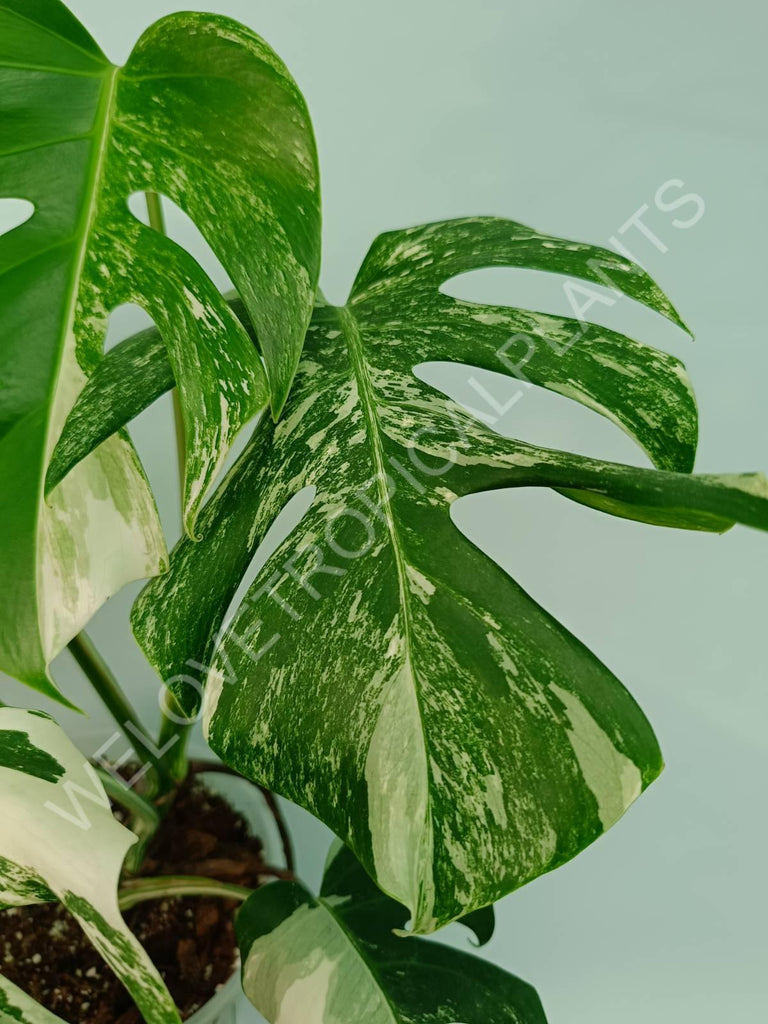 Monstera variegata albo