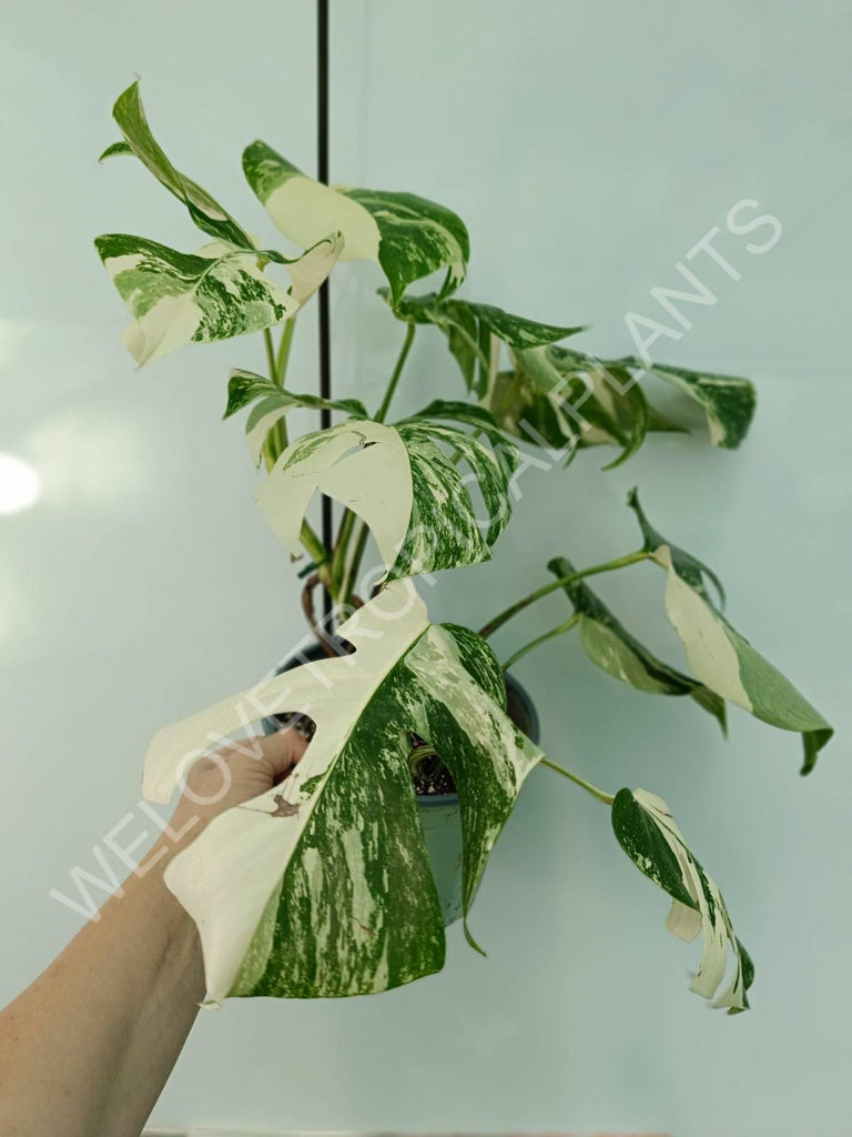 Monstera variegata albo