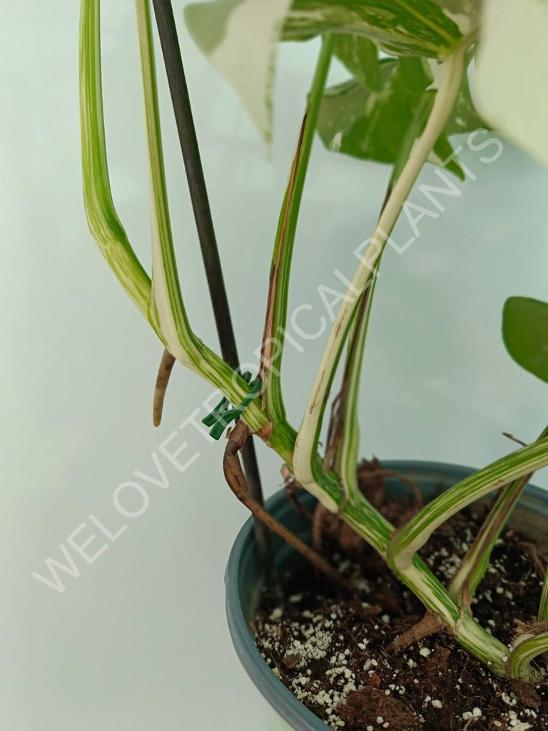 Monstera variegata albo