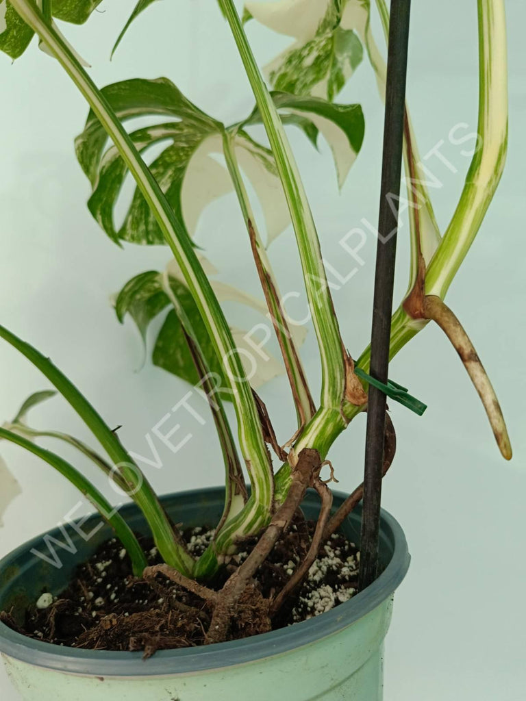 Monstera variegata albo