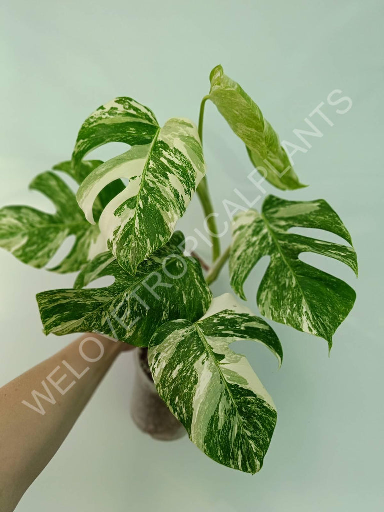 Monstera variegata albo