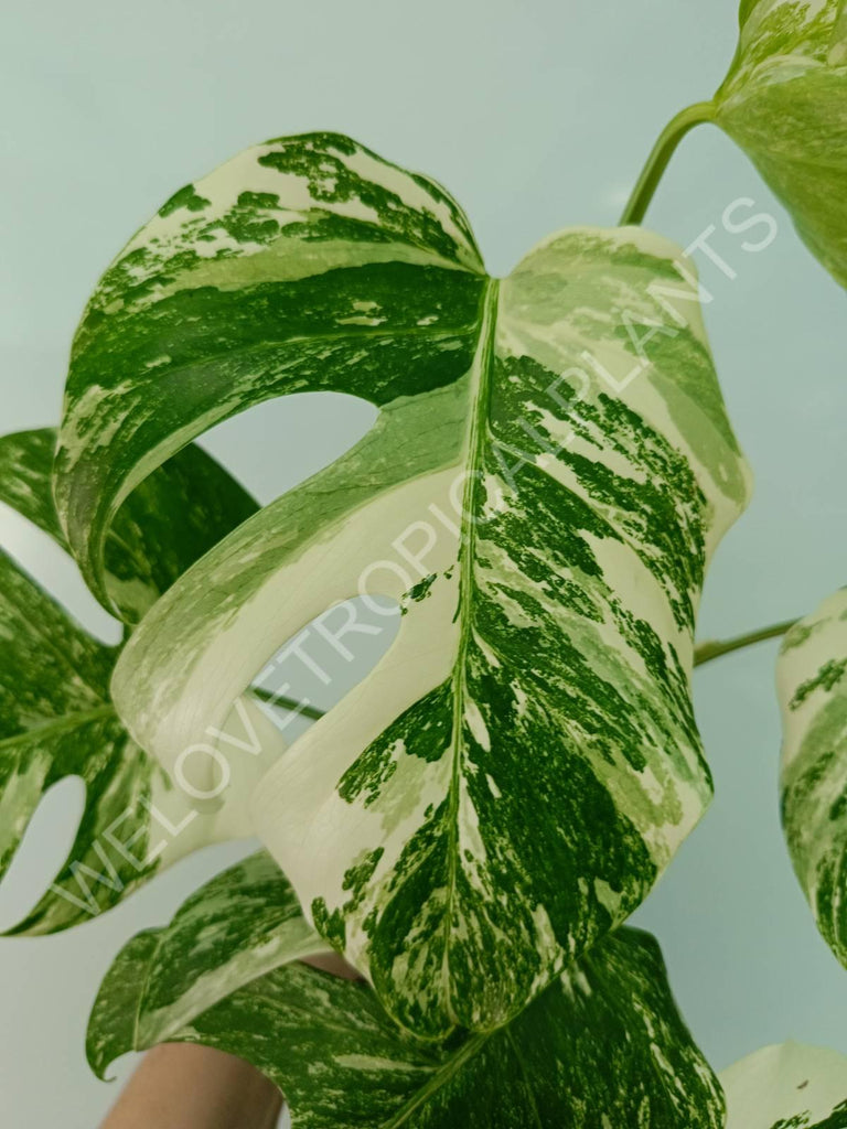 Monstera variegata albo