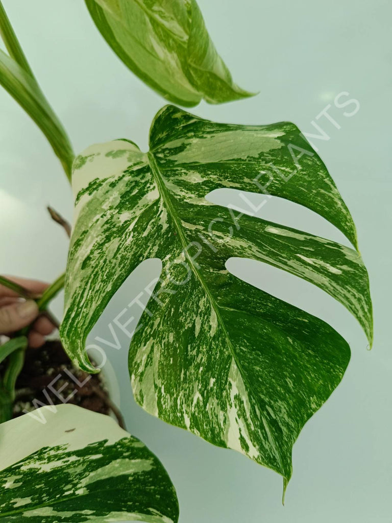 Monstera variegata albo