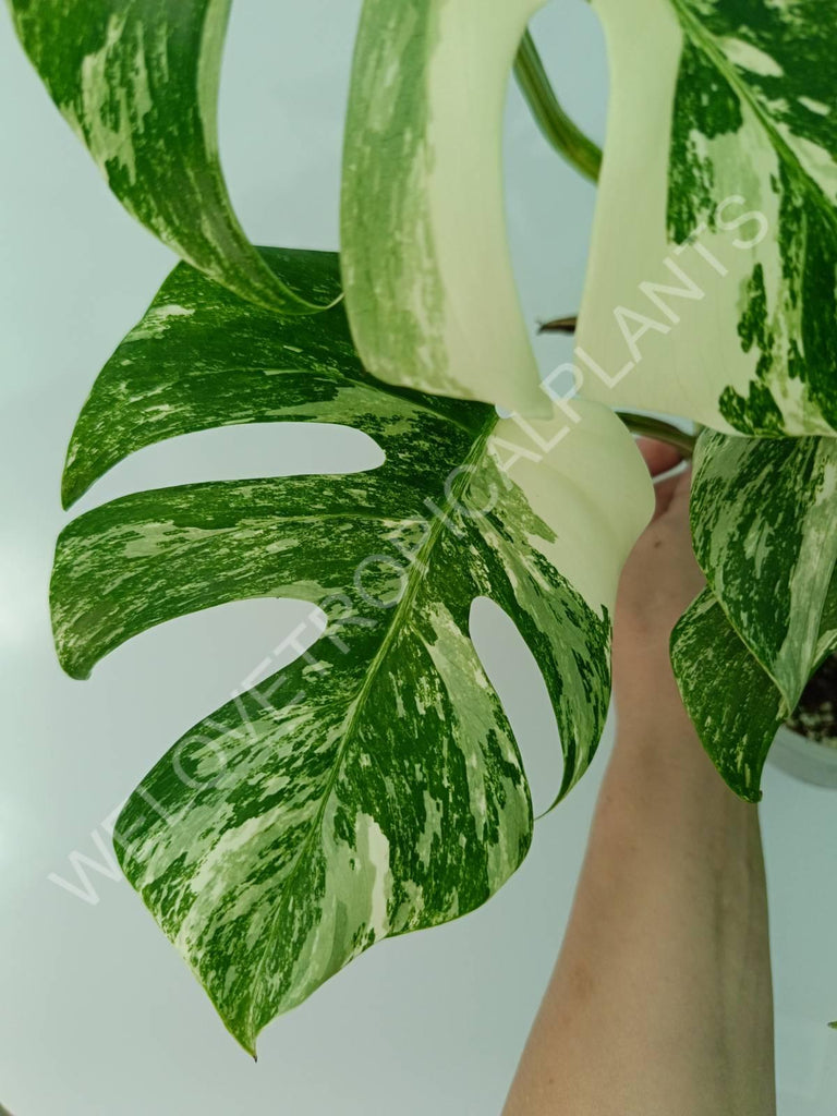 Monstera variegata albo