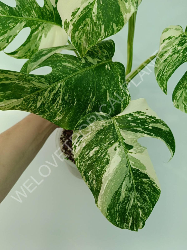 Monstera variegata albo