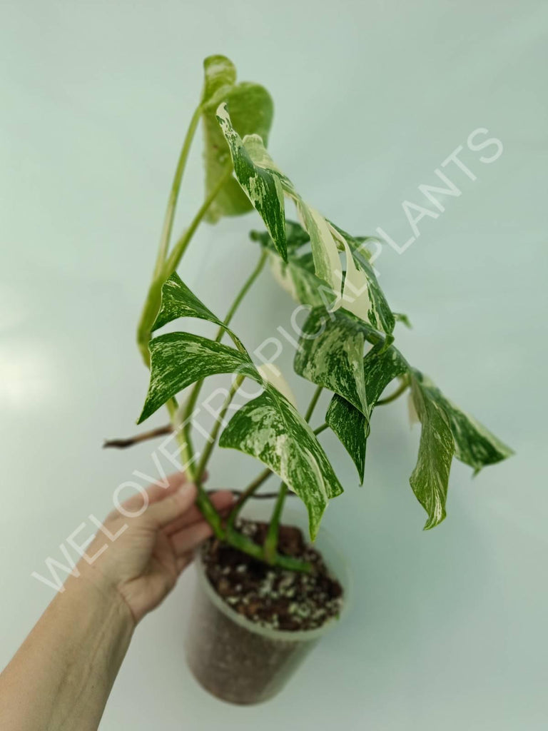 Monstera variegata albo